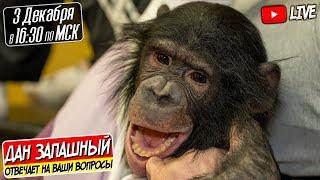 Дан Запашный и Шимпанзе Боня | Прямой эфир - Россия г. Оренбург | Новости недели 03.12.2022