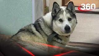Собака умершего два года назад главы района в Якутии до сих пор ждет возвращения своего хозяина