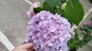 цветочный рынок Краснодар 14 июня 2023 г