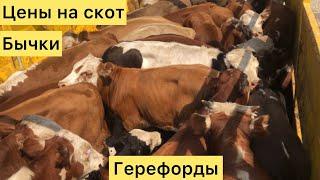 Скотный рынок Хасавюрт Дагестан суббота 12 августа цены на скот