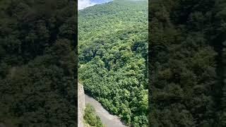 густой лес с верху горы