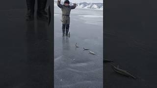 у Игоря рыбалка на омуля на Байкале на вездеходе