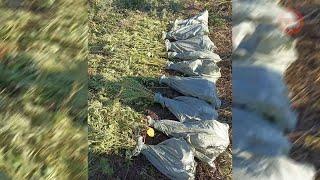Жителю Уссурийска грозит тюрьма за выращивание на своём участке конопли