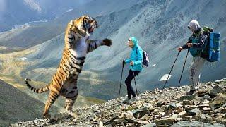 Тигр настиг геологов в горах, но вместо нападения, спас им жизнь, сотворив непостижимое