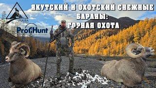 Горная охота на Якутского и Охотского снежного барана. Mountain hunting for Yakut bighorn sheep.