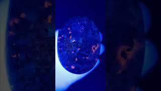 Синий корунд, герцинит, содалит, галька. Хибины, Кольский полуостров, Россия
