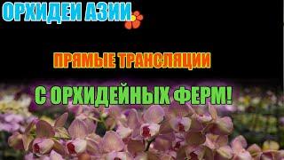 ЭЛИТНЫЕ ОРХИДЕИ JOY  И passiflora.ru
