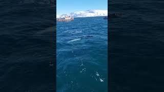 Это просто нереальное зрелище! #путешествия #ocean #киты #териберка #мурманск #авторскиетуры