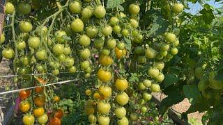 Обзор томатов в открытом грунте. Предварительный итог 7.08.2023
