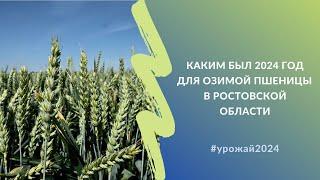 Каким был 2024 год для озимой пшеницы в Ростовской области | Взгляд семеноводов #урожай2024