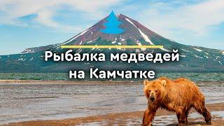 Увидеть медведей на Камчатке