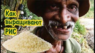 Как выращивают рис на Шри-Ланке! (2023)