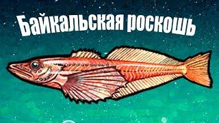 Почему на Байкале эту рыбу не ловят? Самая полезная рыба Байкала