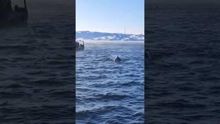 киты в Териберке, Мурманская область 24.02.2023