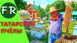 170 пчелосемей среднерусских пчёл татарской популяции. Бизнес по продаже пчелиных маток