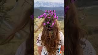 Алтай, Цветение маральника. Красивое видео: сиреневые горы, бурная Катунь, горные серпантины
