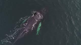 Горбатые киты в Териберке. декабрь 2022.