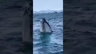 киты прыгают из воды в Териберке март 2023