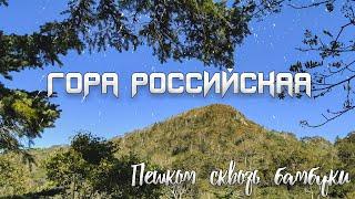 Гора Российская. Вверх пешком сквозь бамбуки. Сахалин.