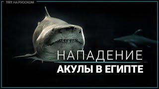 В Египте акула растерзала россиянина на глазах у отдыхающих