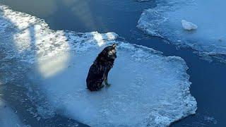 Собака застряла на льдине посреди водоема в Петропавловске-Камчатском