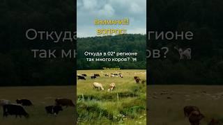 Коровы - визитная карточка Башкирии? Или нет? Снято в большом автопутешествии #туризм #путешествие