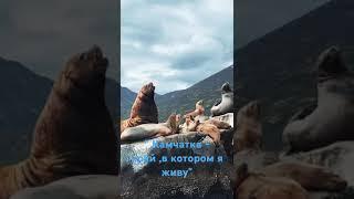 " Камчатка " красивые моменты ,попавшие в душу