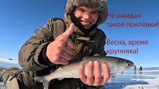Рыбалка на Байкальского глубинного омуля! Крупняк на подходе! Рыбалка на Маяке.