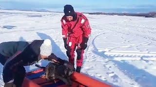 Собака провалилась под лед в Авачинской бухте на Камчатке. Сотрудники МЧС спасли животное