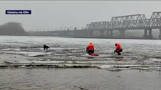 В Камне-на-Оби две собаки отправились на льдине в путешествие по реке.