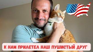 Наш кот прилетел из России в США. Путешествие четвероногого друга.