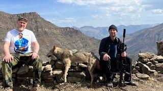 Охота на волка в горах Дагестана.