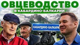 Сколько можно заработать на овцеводстве? Карачаевские овцы | Как их выращивают в горах | Своя еда
