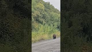 Опасный хищник.Медведь вышел на дорогу.Камчатка