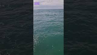 Морская регата, Сочи 05.04.2024 #сио #видеодлявсех #сочи #нашипутешествия #семейкаизорена