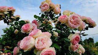 12.06.2023 г. А #розы все цветут и цветут. #Тэсс, #ВикторианКлассик, #Эшли, #Эльф, #ПриксРедут