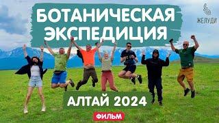 Экспедиция на Алтай 2024 год: 8 дней ботанического путешествия среди растений, гор и водопадов