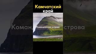 Командорские острова на Камчатке #shorts #камчатка