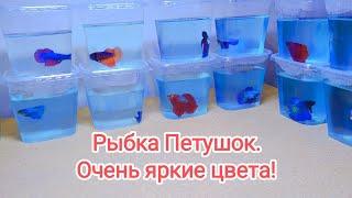Привез очень редких рыбок Петушков на продажу! #aquarium #betta #обзор
