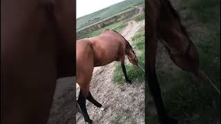 Золотой ищет следы  181 #лошадь #horse #pferde #cheval  حصان# #short #shorts