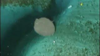 Ужас   Гигантский 40 метровый скат виден по спутниковым фото