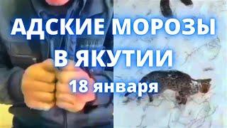 В Якутии рекордные морозы -63. Люди и животные замерзают заживо 18 января 2022