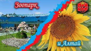 Новосибирский зоопарк и поездка в Солонешенский район Алтая (база "Искра") - июль 2023 года