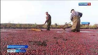 В Костромской области начался «красный» октябрь - сезон добычи клюквы
