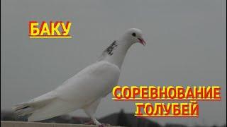 Соревнование голубей! Бакинские голуби Акпера в Баку!
