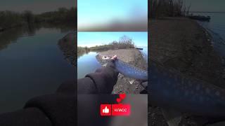 Не много путешествия по Камчатке Вам в ленту #рыбалка #fishing