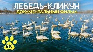 Лебедь-кликун -- грациозный мигрант | Документальный фильм о дикой природе в 8К (озвучен ИИ)