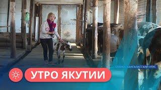 Как семья Ивановых разводит коров якутской породы в Хангаласском районе