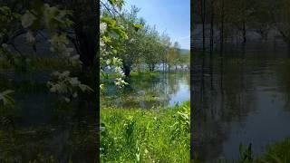 Райский сад. Телецкое озеро. Горный Алтай. #горныйалтай #телецкоеозеро #природаалтая #красивыеместа