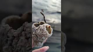 Балянусы.Камчатка.Пляж.Barnacle.Balanus.Kamchatka biodiversity."Anybody home?"